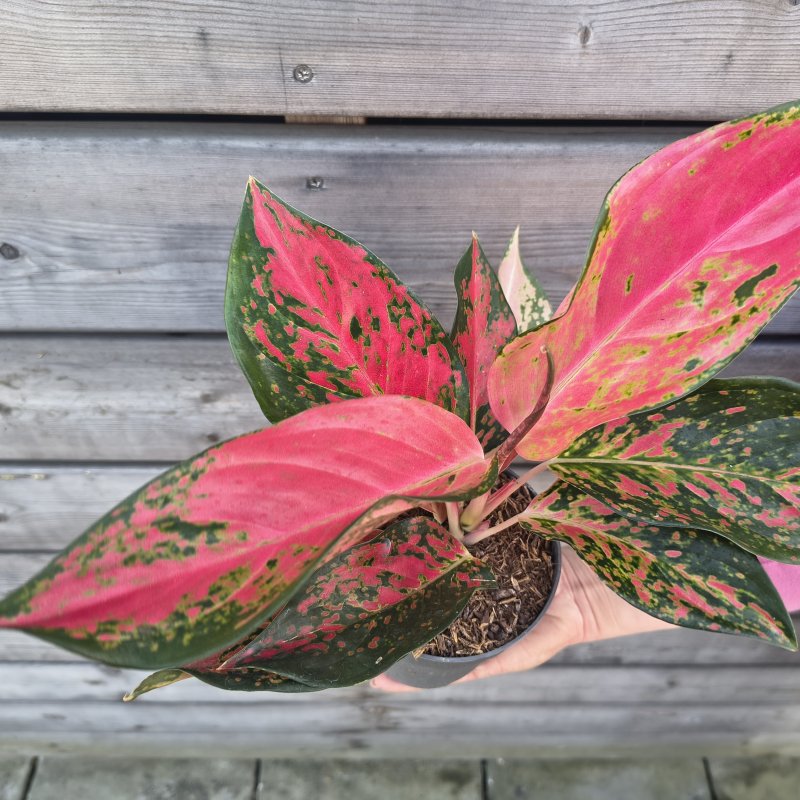 Aglaonema (Aglaonéma) ´CHILLI RED´ - kont. C1L, výška 15-20 cm
